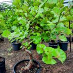 עלים של עץ ענבי ים קוקולובה Coccoloba uvifera