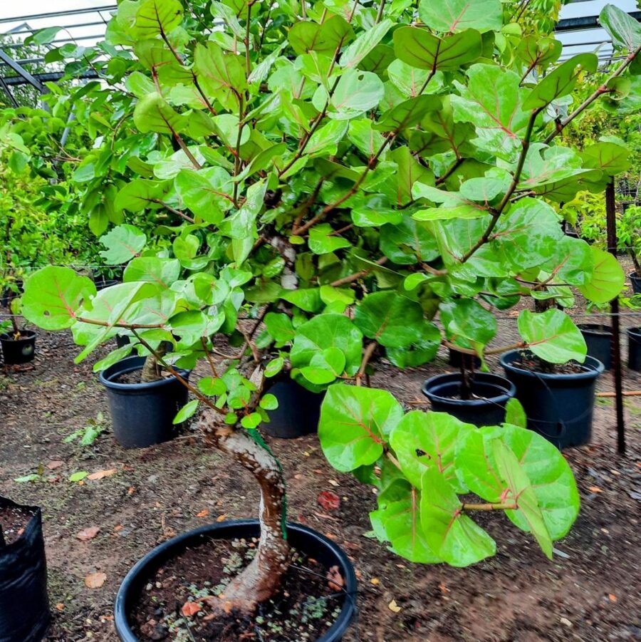 עלים של עץ ענבי ים קוקולובה Coccoloba uvifera