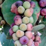 ענבי ים קוקולובה