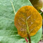 עלים של עץ ענבי ים קוקולובה Coccoloba uvifera