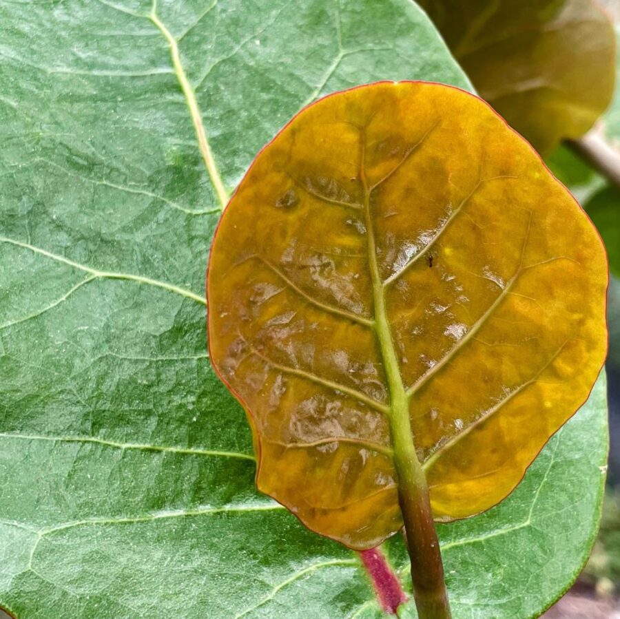 עלים של עץ ענבי ים קוקולובה Coccoloba uvifera