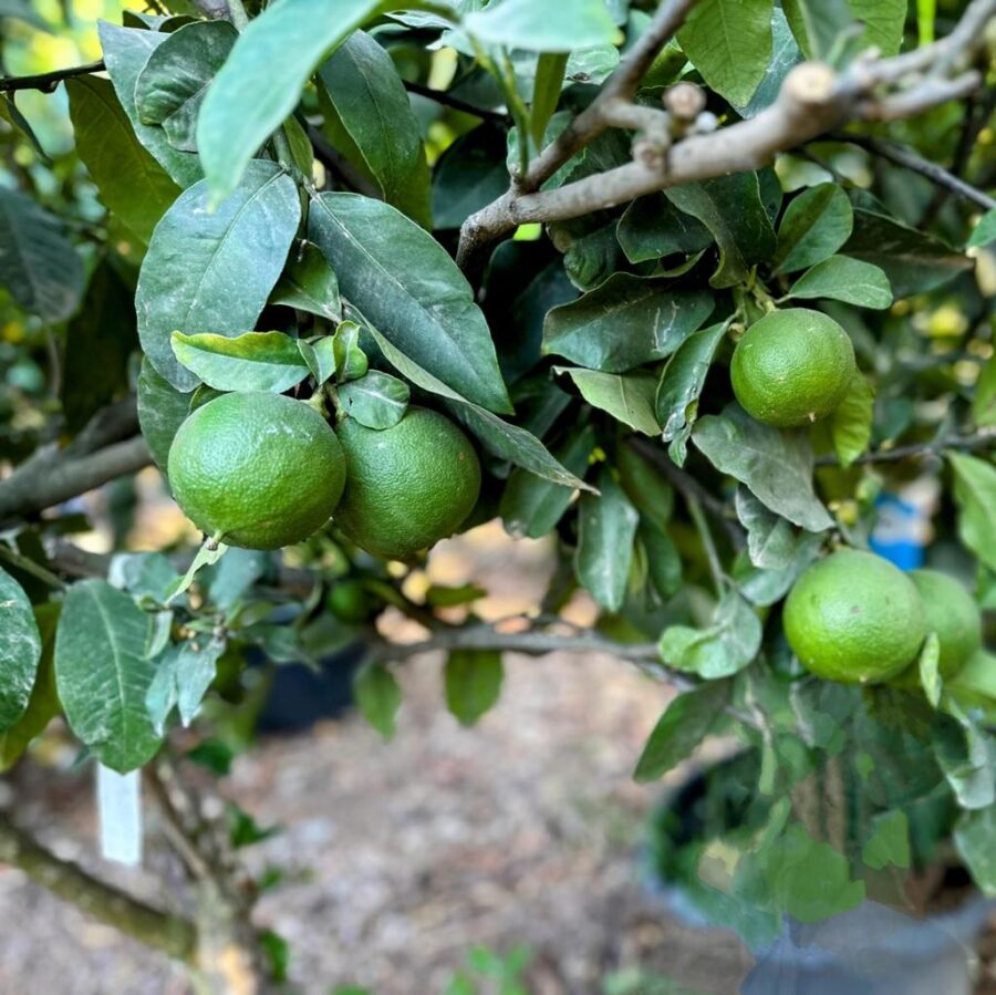 ברגמוט