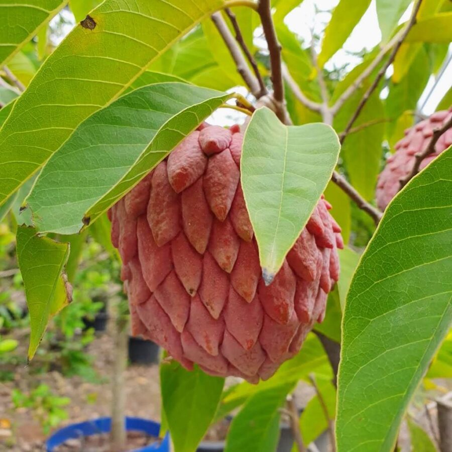 אנונה אדומה פרי