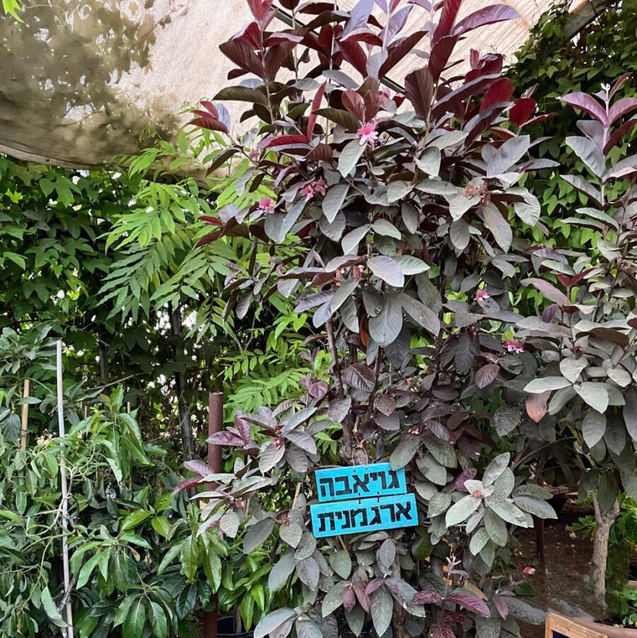 שתיל גויאבה ארגמנית משתלת ולך