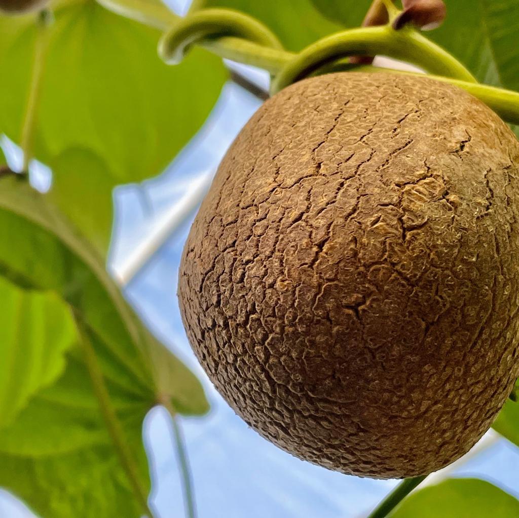 אייר פוטטו מטפס