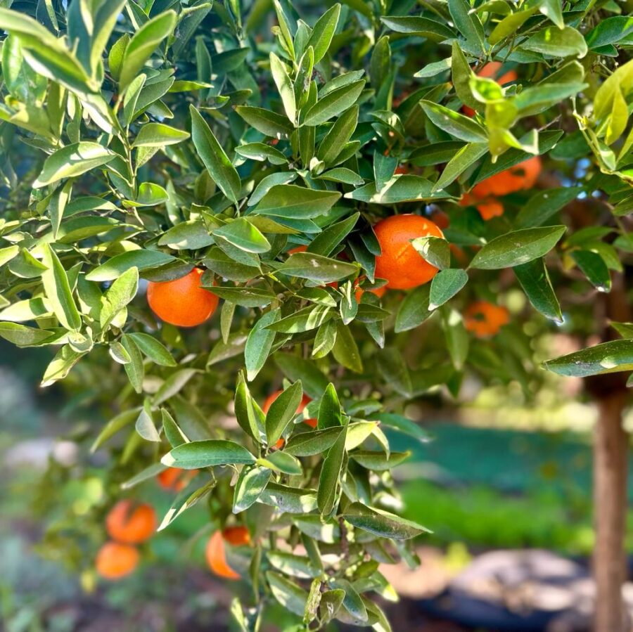 קלמנטינה אור