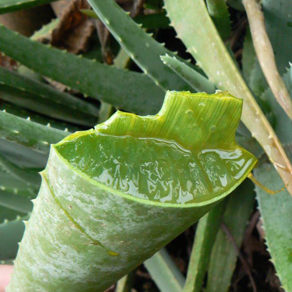 Aloevera.jpg