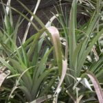 Ananascomosus2.jpg