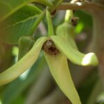 Annonacherimola2.jpg