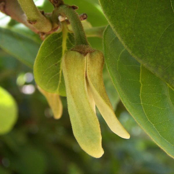 Annonacherimola3.jpg