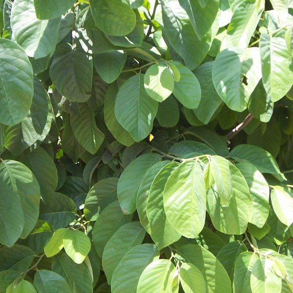 Annonacherimola5.jpg