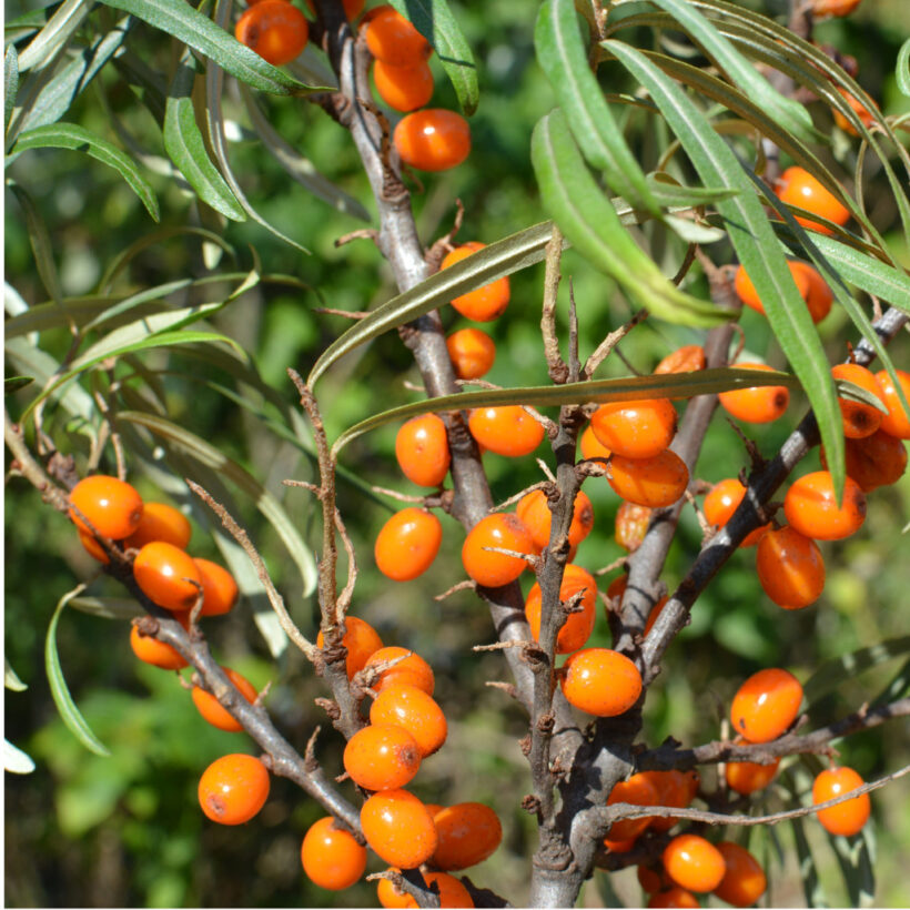 Branch Of Sea Buckthorn With Ripe Berries.jpg S=1024x1024&w=is&k=20&c=xhltpvei9lfpemv9vvl00bsnvyr3 D7jg3yxmort2e=
