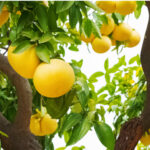 אשכולית לבנה white grapefruit tree