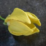 Canangaodorata3.jpg