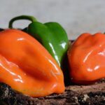 Capsicumchinensehabanero2.jpg