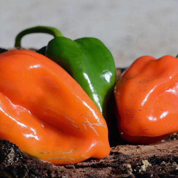 Capsicumchinensehabanero2.jpg