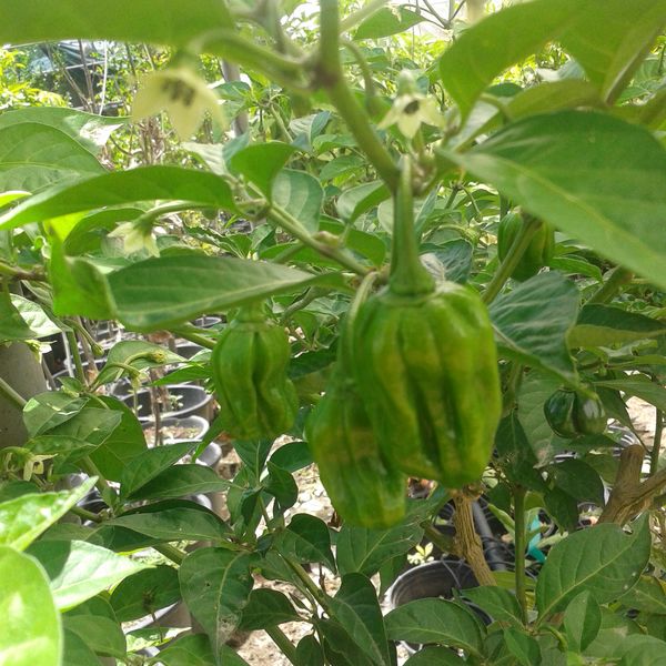 Capsicumchinensehabanero5.jpg