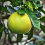 Citrus maxima פרי של פומלה לבנה (גוליית)