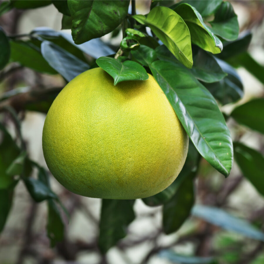 Citrus maxima פרי של פומלה לבנה (גוליית)