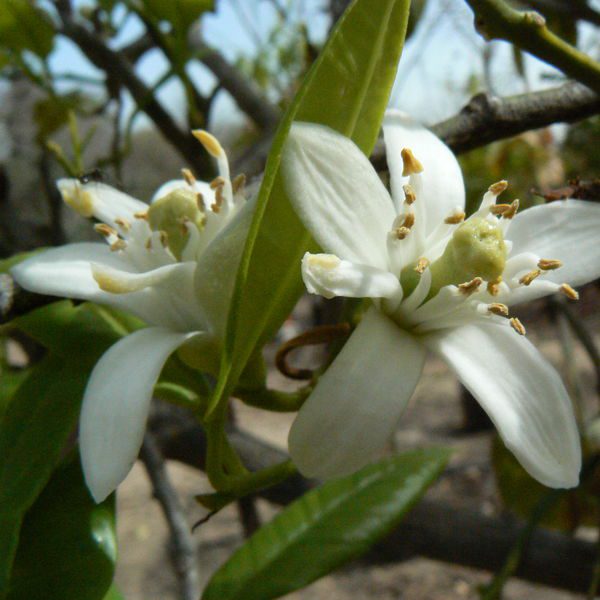 Citrusbergamia1.jpg