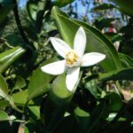 Citrusichangensisxcitrusreticulatavaraustera1.jpg