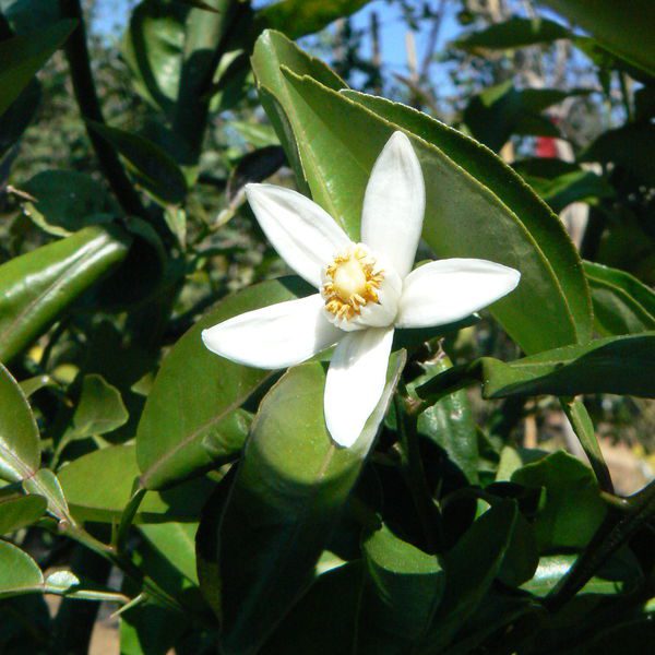 Citrusichangensisxcitrusreticulatavaraustera1.jpg