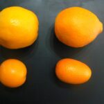 Citrusjaponica2.jpg