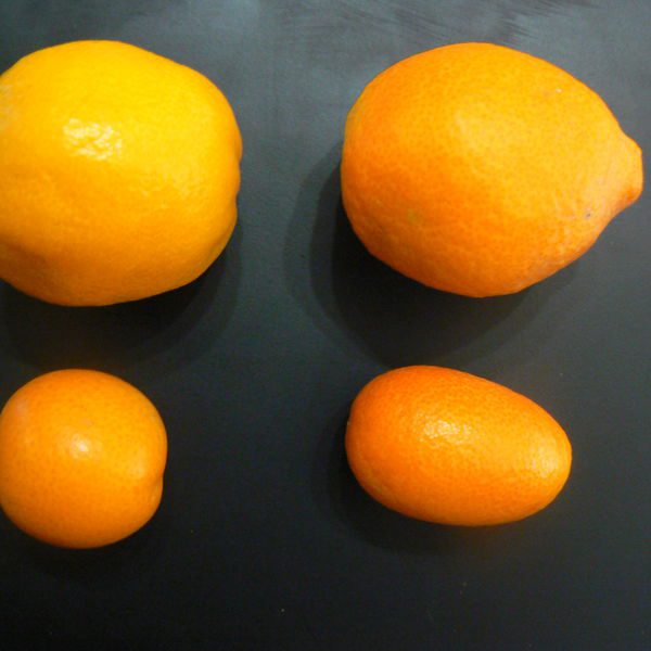 Citrusjaponica2.jpg