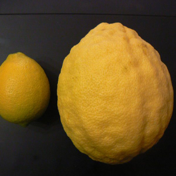 Citruslimonxmedica2 1.jpg