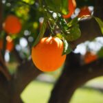 תפוז מתוק פרנסאווי (צרפתי) Citrus Sinensis French