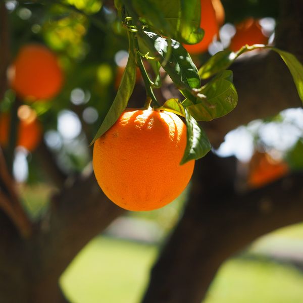 תפוז מתוק פרנסאווי (צרפתי) Citrus Sinensis French