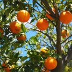 Citrussinensis3.jpg