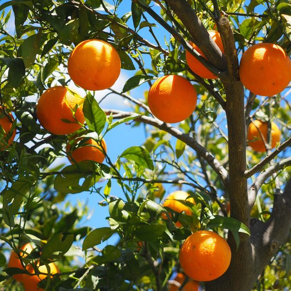 Citrussinensis3.jpg