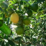 Citrusxfloridana.jpg