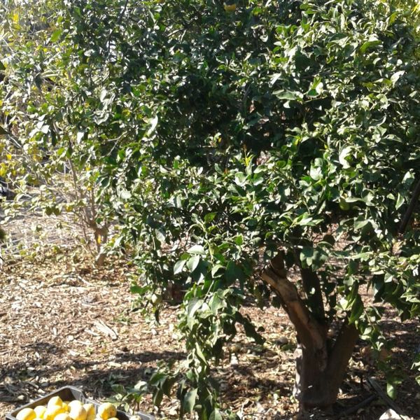 Citrusxlimon1.jpg