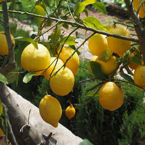 Citrusxlimon2.jpg