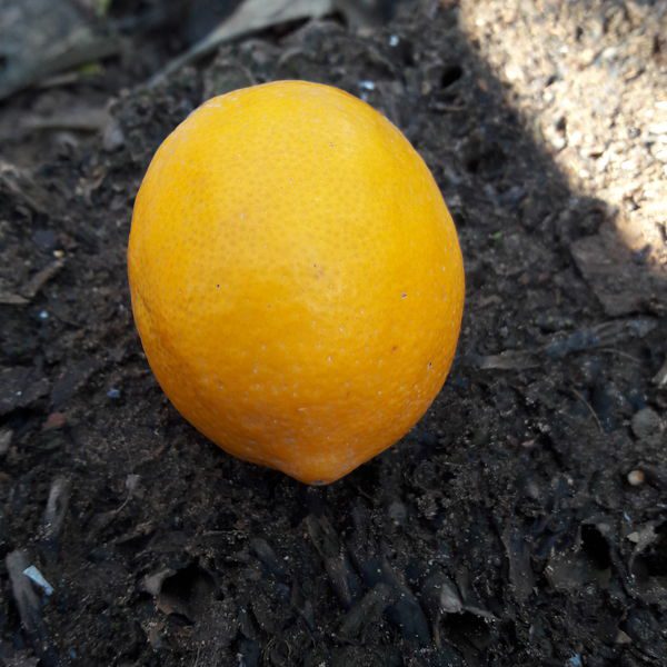 Citrusxmeyeri.jpg