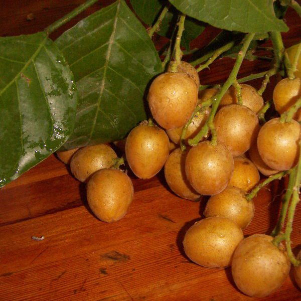 Clausena lansium פירות וומפי