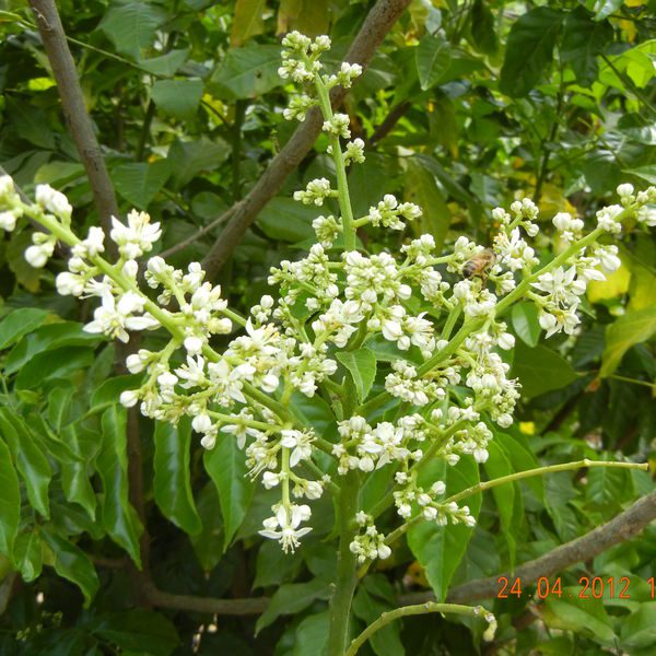 Clausena lansium פריחת וומפי