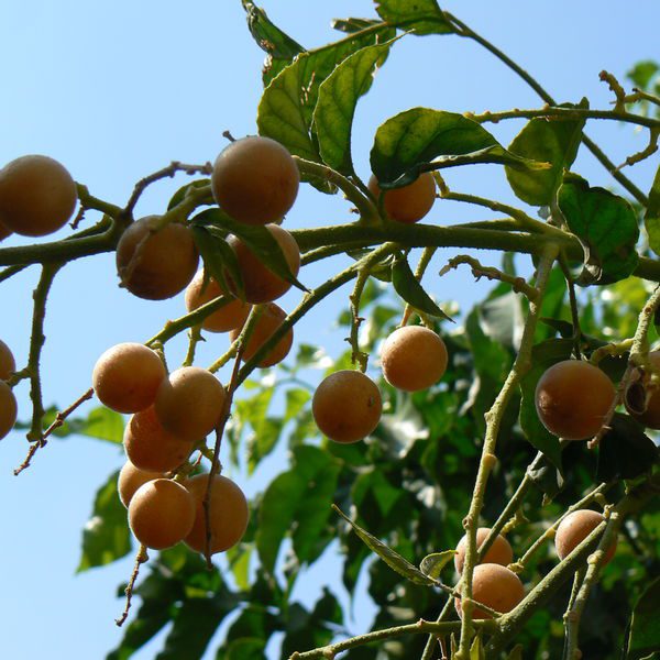 Clausena lansium וומפי