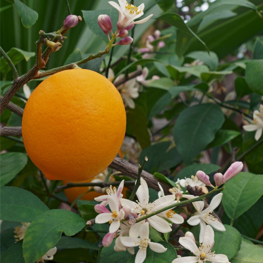 Meyer Lemon Fruit And Flowers.jpg S=1024x1024&w=is&k=20&c=j5cyn9mmf4hpburccmdfebi4vq9vxeasvhpq1ubojjc=