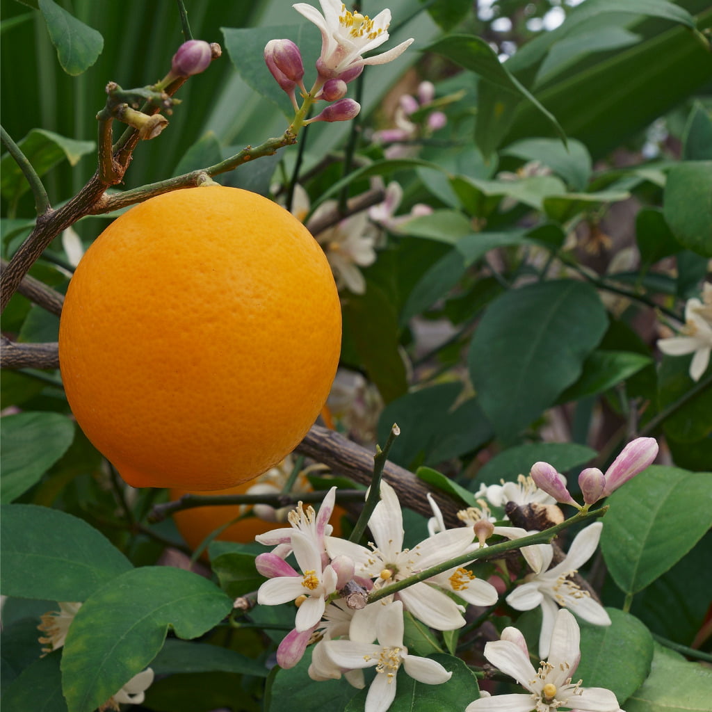 Meyer Lemon Fruit And Flowers.jpg S=1024x1024&w=is&k=20&c=j5cyn9mmf4hpburccmdfebi4vq9vxeasvhpq1ubojjc=