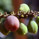 ענבי ים קוקולובה פירות על ענף Coccoloba uvifera