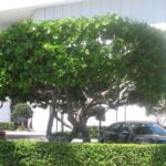 עץ של ענבי ים קוקולובה Coccoloba uvifera