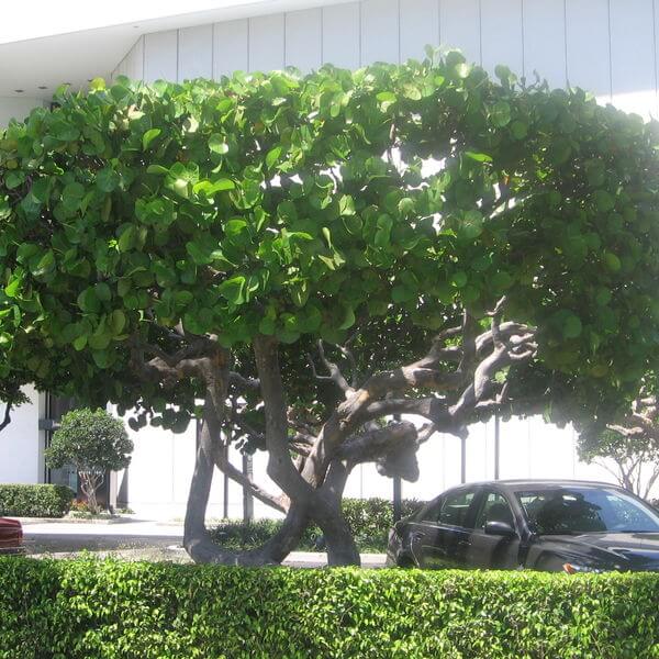עץ של ענבי ים קוקולובה Coccoloba uvifera