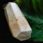 Colocasiaesculenta.jpg