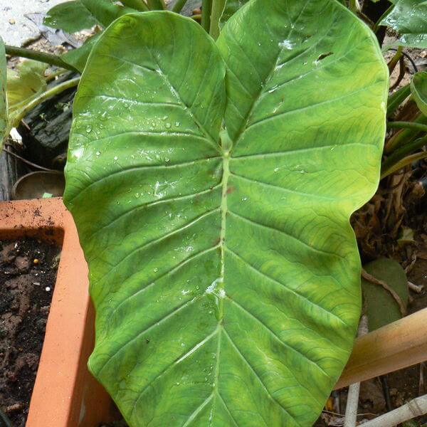 Colocasiaesculenta1.jpg
