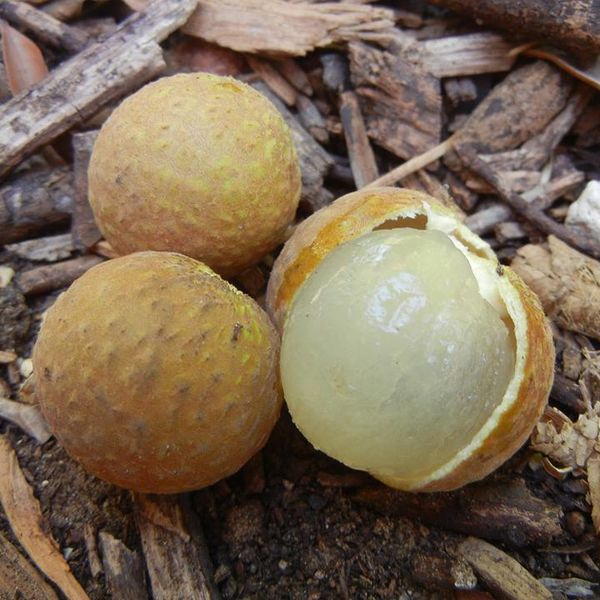 Dimocarpuslongan.jpg