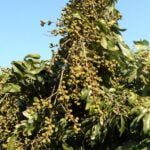 Dimocarpuslongan3.jpg