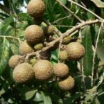 Dimocarpuslongan4.jpg